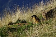 12 Marmotta guarda in basso